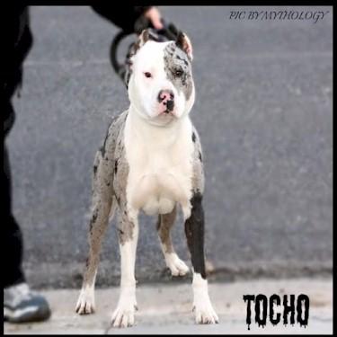Sutherlands Tocho Pit Bull.jpg